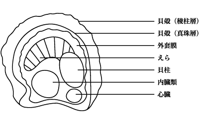 貝の内部構造図